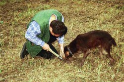 Охота на трюфели