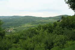 Мотовунский лес