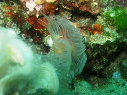 Хорватия. Подводные красоты