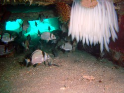 Кладка яиц кальмара на рэке