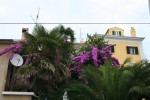 Mali Lošinj. Цветущая бугенвиллия