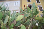 Mali Lošinj. Кактусы