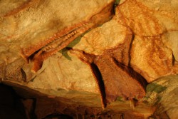 Чьи это челюсти?