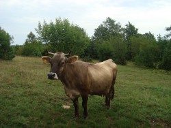 Истарская буренка