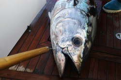 Огромная голова тунца