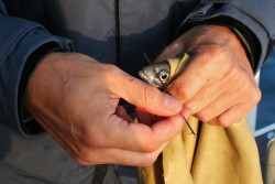 Насадка рыбки на крючок