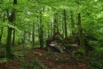 Risnjak. Горный лес